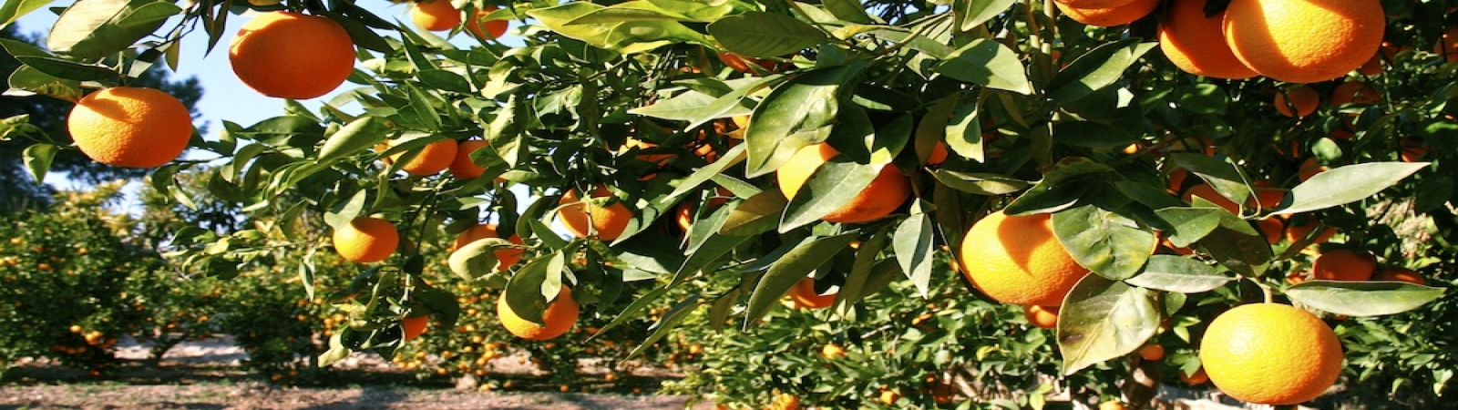 Recolectadas tras su pedido y enviadas en menos de 24h.
