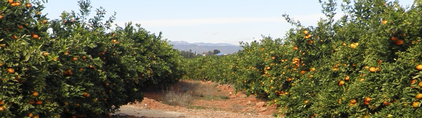 Naranjas directas del árbol a su casa